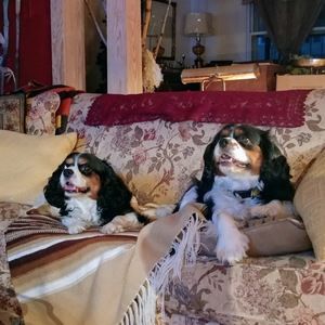 Meet your Posher, Lucas and emma